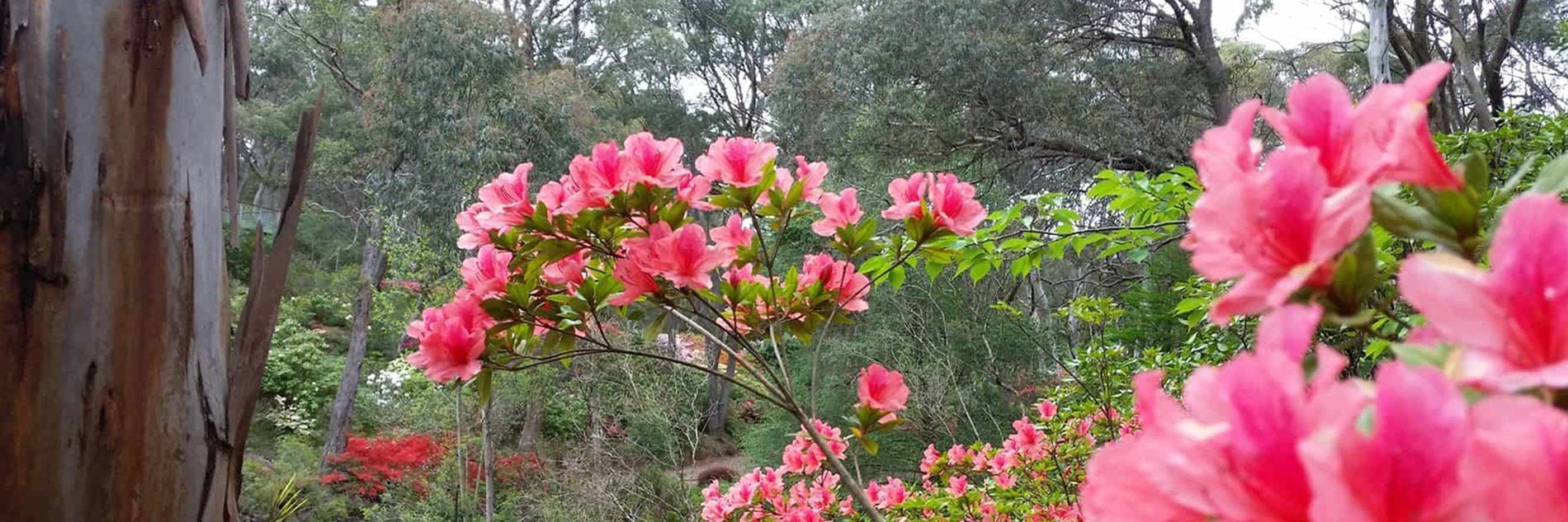 Connect Coaches Garden Tours Image -62b992a3e2fdf